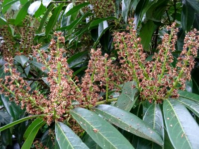 Inflorescences fanées et feuilles du Laurier-cerise, Prunu… 