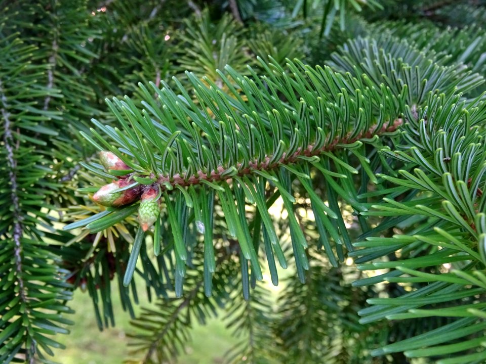 Aiguilles du Sapin pectiné, Abies alba, Pinacées 