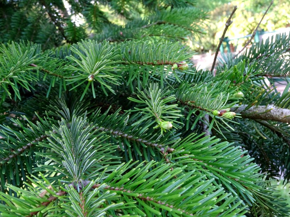 Aiguilles du Sapin pectiné, Abies alba, Pinacées 