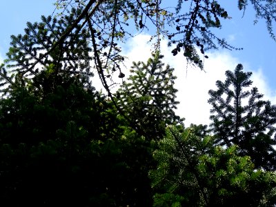 Branches et aiguilles du Sapin pectiné, Abies alba, Pinacé… 