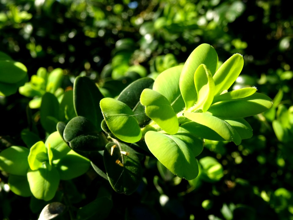Buis, Buxus, Buxacées 
