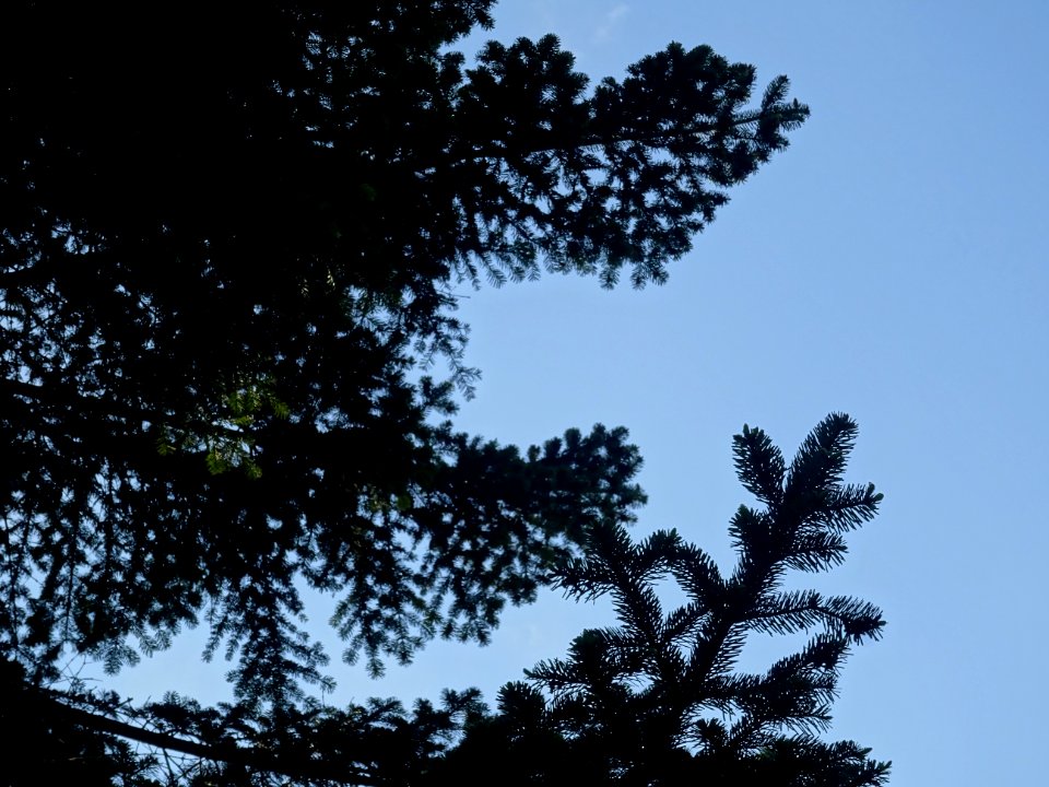 Branches du Sapin pectiné, Abies alba, Pinacées 