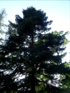 Silhouette du Sapin pectiné, Abies alba, Pinacées 