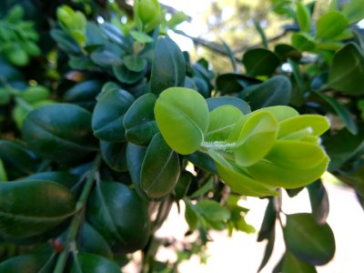 Buis, Buxus, Buxacées 