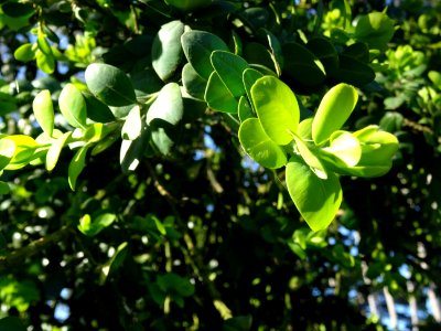 Buis, Buxus, Buxacées 