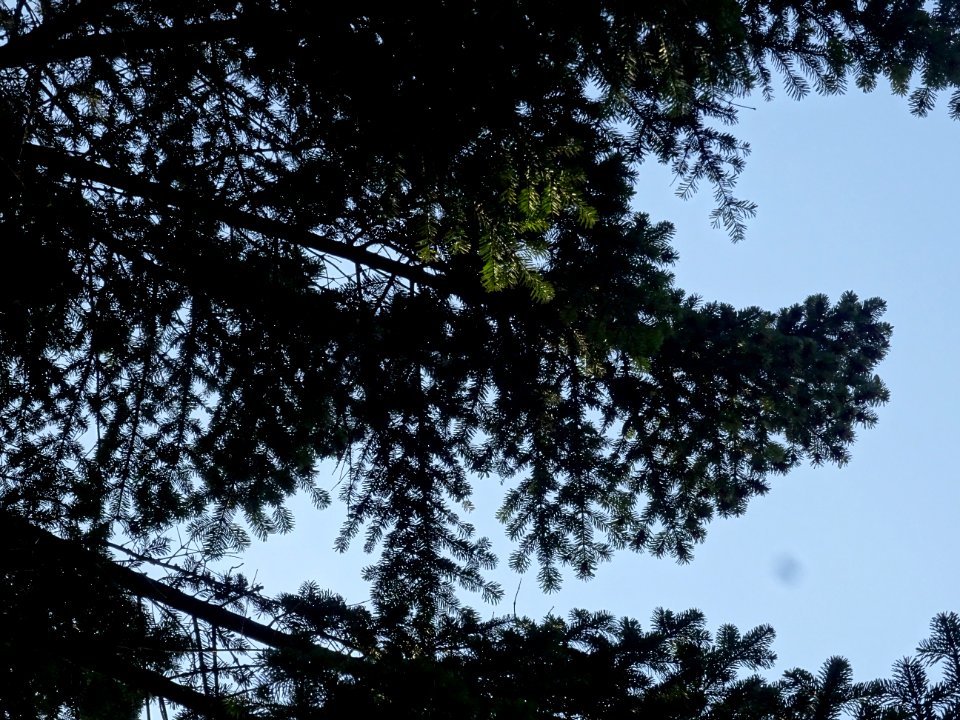 Branches du Sapin pectiné, Abies alba, Pinacées 