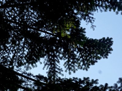 Branches du Sapin pectiné, Abies alba, Pinacées 