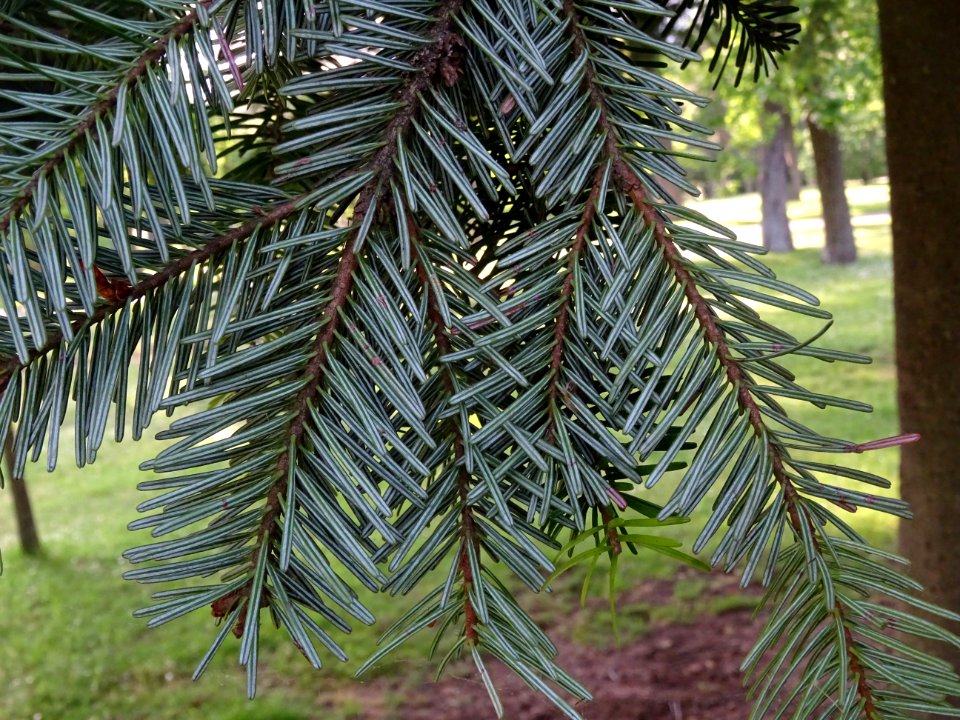 Aiguilles vues par dessous du Sapin pectiné, Abies alba, P… 