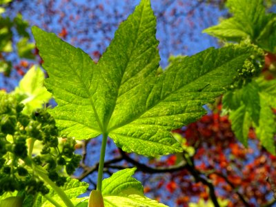 Feuilles et grappes de fleurs de l'Erable sycomore à feuil… 