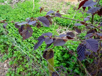 Feuilles de noisetier pourpre, Corylus maxima purpurea, Bé… 