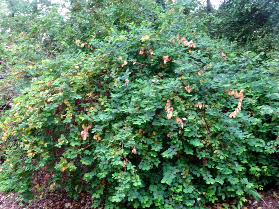Baies rouges et feuilles du Chèvrefeuille des haies, Lonic… 