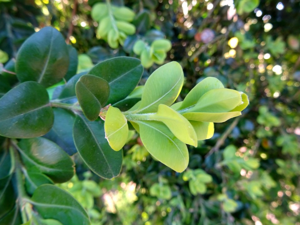 Buis, Buxus, Buxacées 