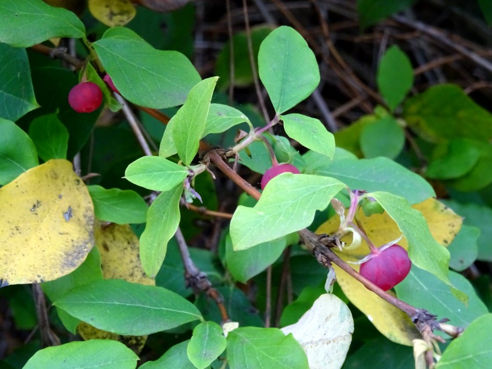 Baies rouges et feuilles du Chèvrefeuille des haies, Lonic… 