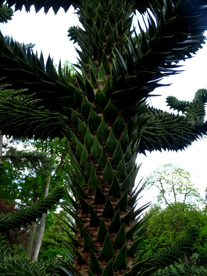 Tronc de l' Araucaria du Chili, Araucaria araucana, Arauca… 