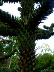 Tronc de l' Araucaria du Chili, Araucaria araucana, Arauca… 