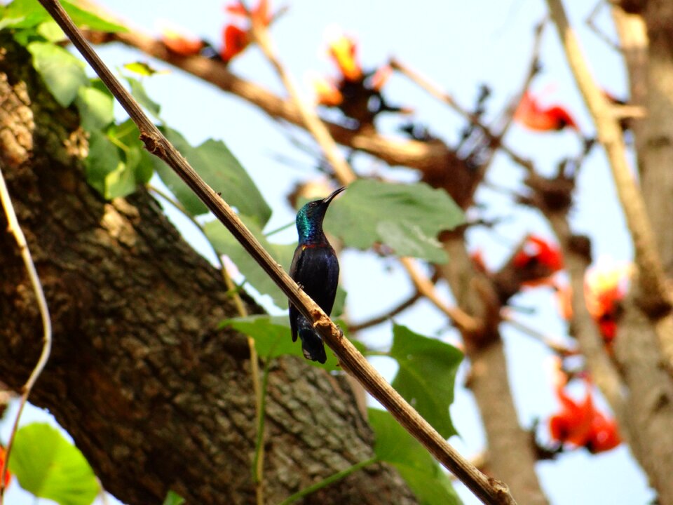 Purple sunbird sunbird colorful