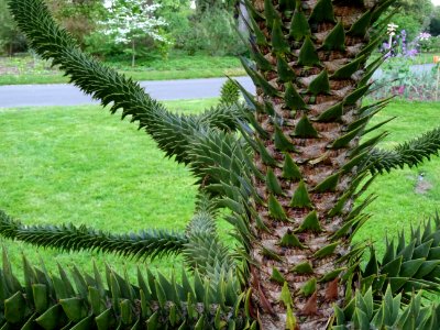 Tronc de l' Araucaria du Chili, Araucaria araucana, Arauca… 