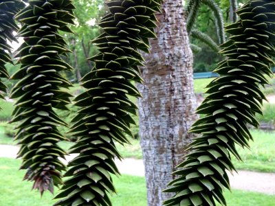 Araucaria du Chili, Araucaria araucana, Araucariacées 