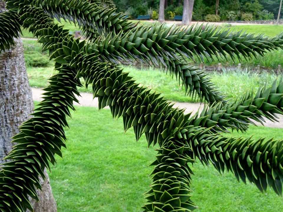 Araucaria du Chili, Araucaria araucana, Araucariacées 