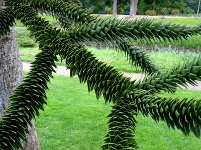 Araucaria du Chili, Araucaria araucana, Araucariacées 