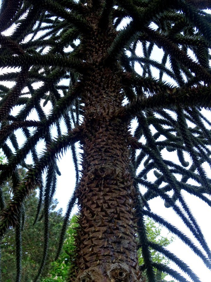 Tronc de l' Araucaria du Chili, Araucaria araucana, Arauca… 