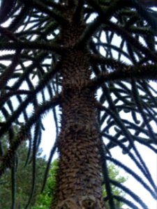 Tronc de l' Araucaria du Chili, Araucaria araucana, Arauca… 
