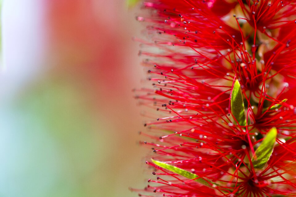 African flower macro photography blossom