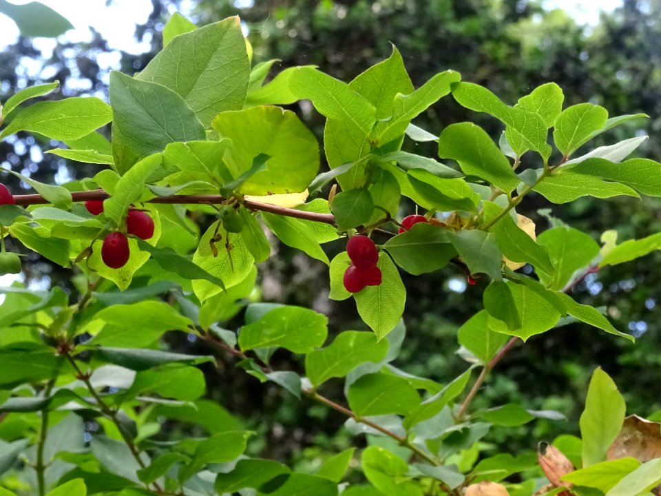 Baies rouges et feuilles du Chèvrefeuille des haies, Lonic… 