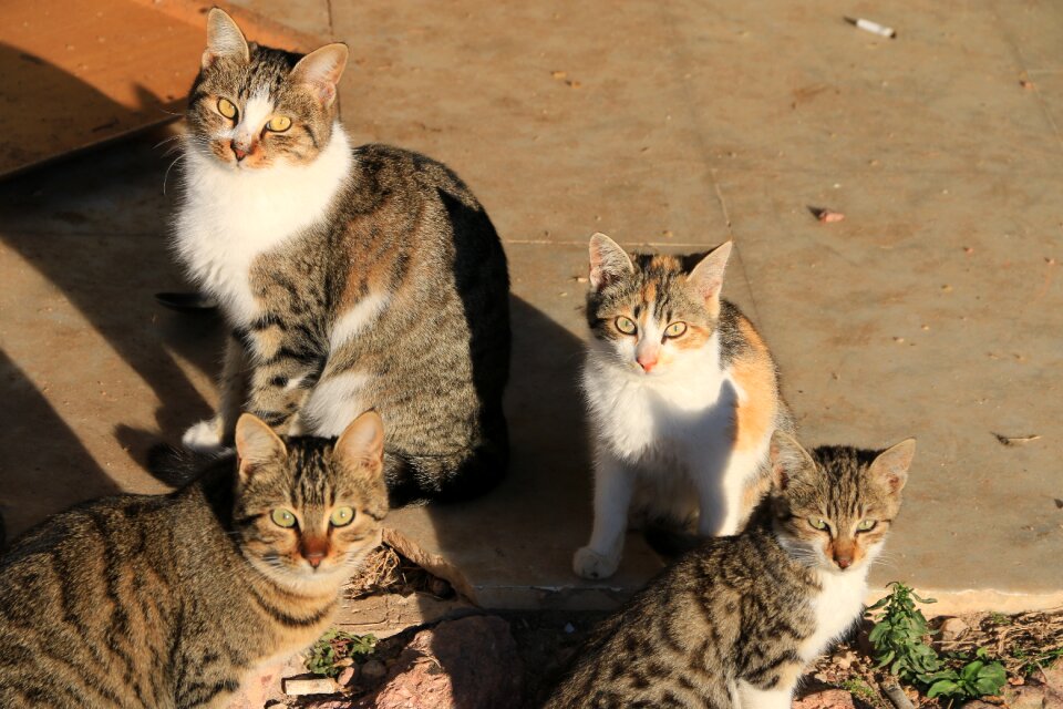 Close street kitty