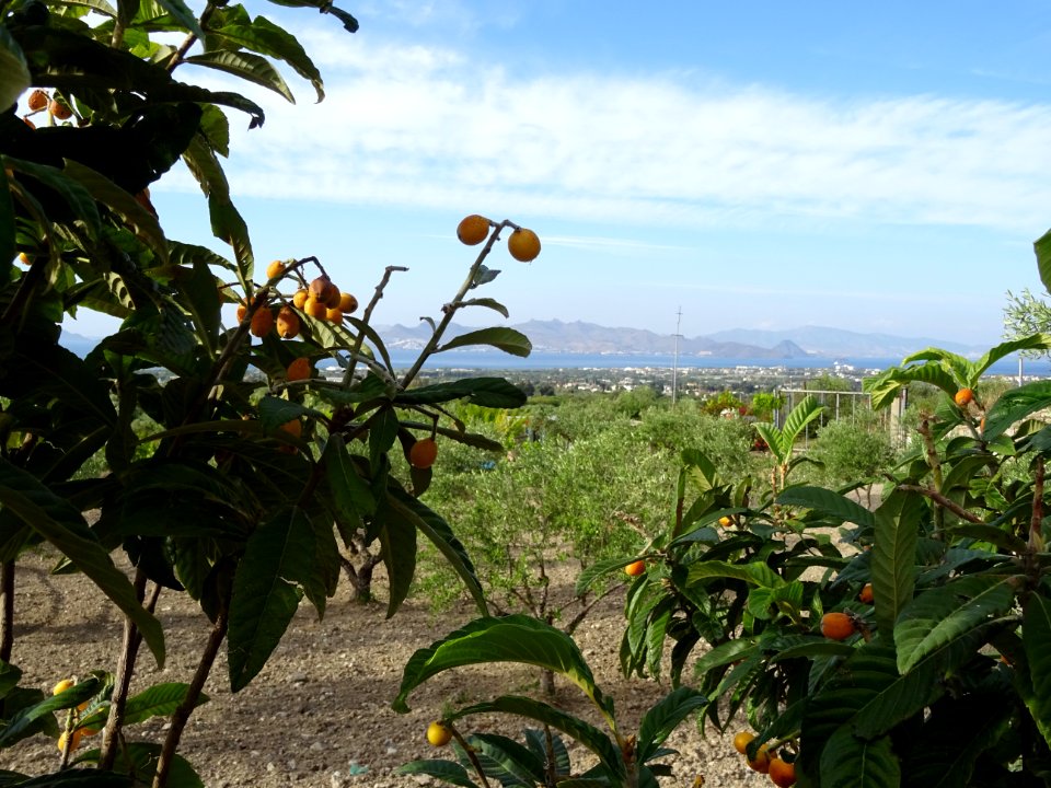 Fruits et feuilles du Néflier du Japon ou Bibacier, Eriobo… 