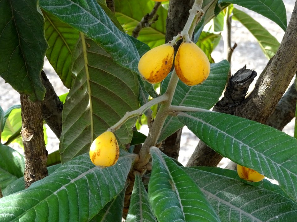 Fruits et feuilles du Néflier du Japon ou Bibacier, Eriobo… 