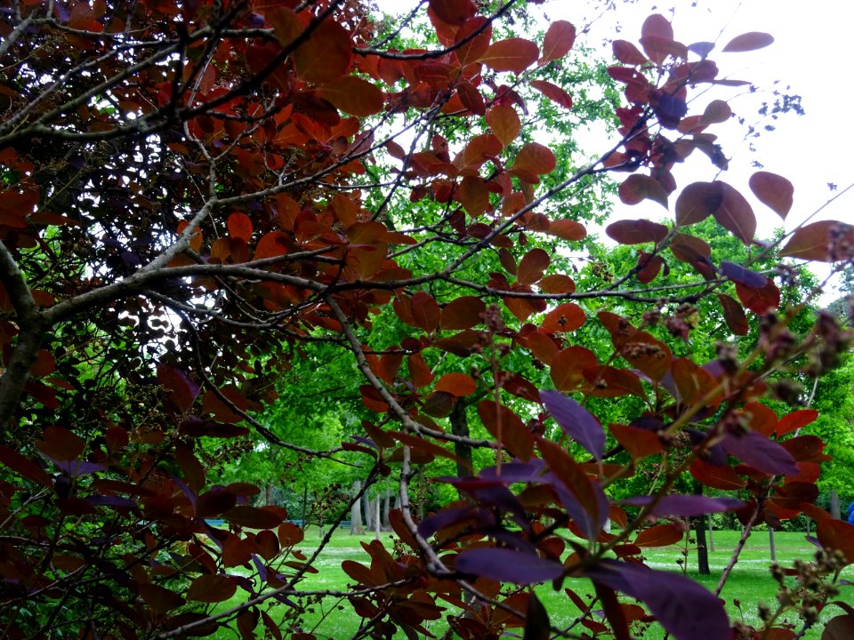 Fustet pourpre, Cotinus coggygria 'royal purple', Anacardi… 