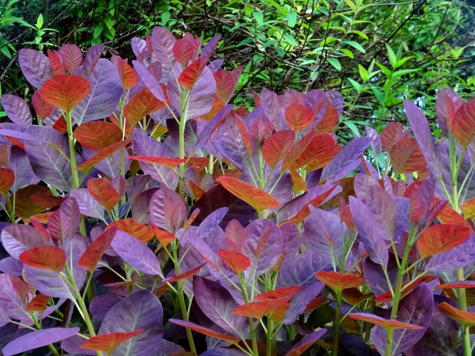 Fustet pourpre, Cotinus coggygria 'royal purple', Anacardi… 