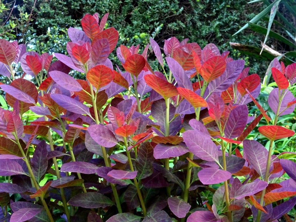 Fustet pourpre, Cotinus coggygria 'royal purple', Anacardi… 