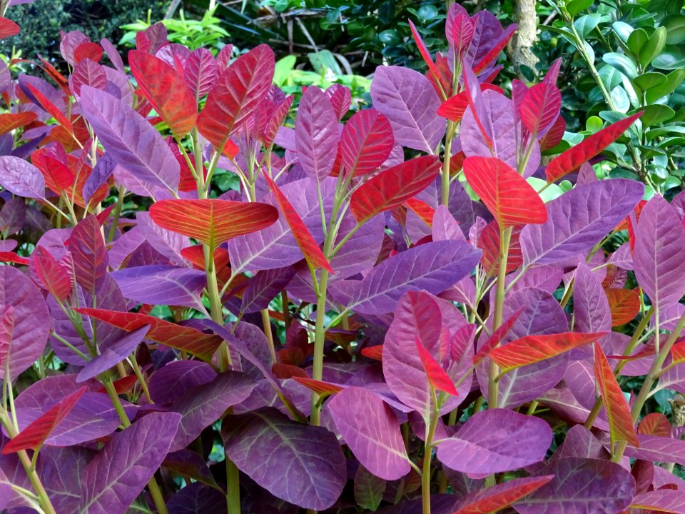 Fustet pourpre, Cotinus coggygria 'royal purple', Anacardi… 