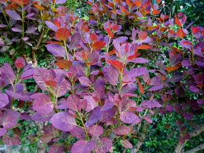 Fustet pourpre, Cotinus coggygria 'royal purple', Anacardi… 
