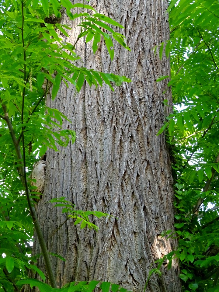 Feuilles et tronc du Ptérocaryer du Caucase, Pterocarya fr… 