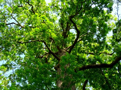 Ptérocaryer du Caucase, Pterocarya fraxinifolia, Juglandac… 