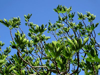 Fruits et feuilles de figuier, Ficus carica, Moracées 