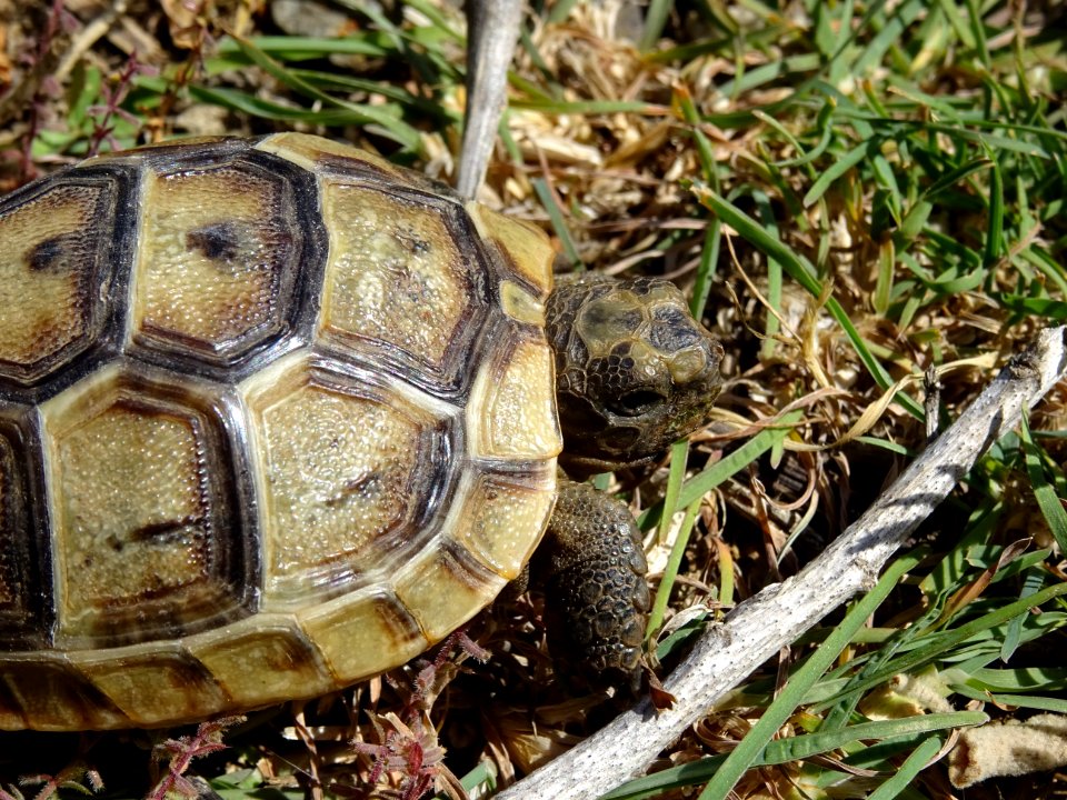 Une toute jeune tortue (7 cm de long) 