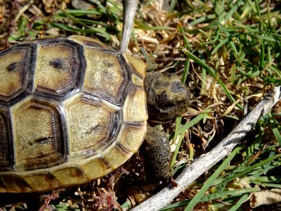 Une toute jeune tortue (7 cm de long) 