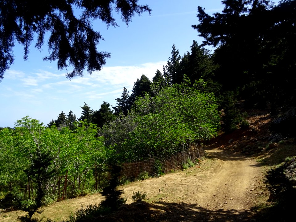 La piste forestière passe à coté de nombreux figuiers 