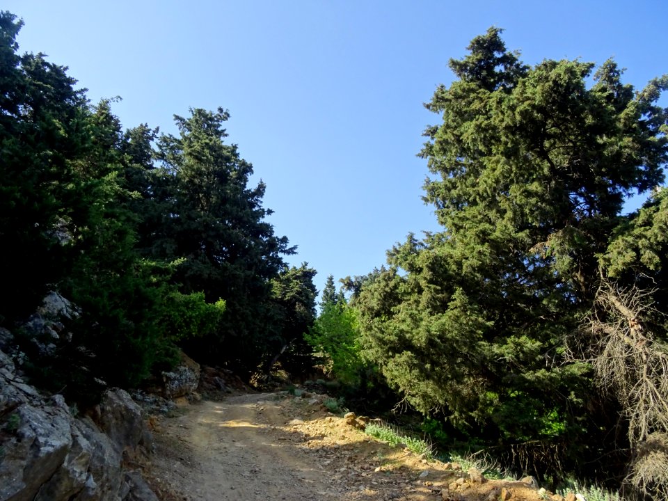 La piste forestière monte à travers les cyprès 
