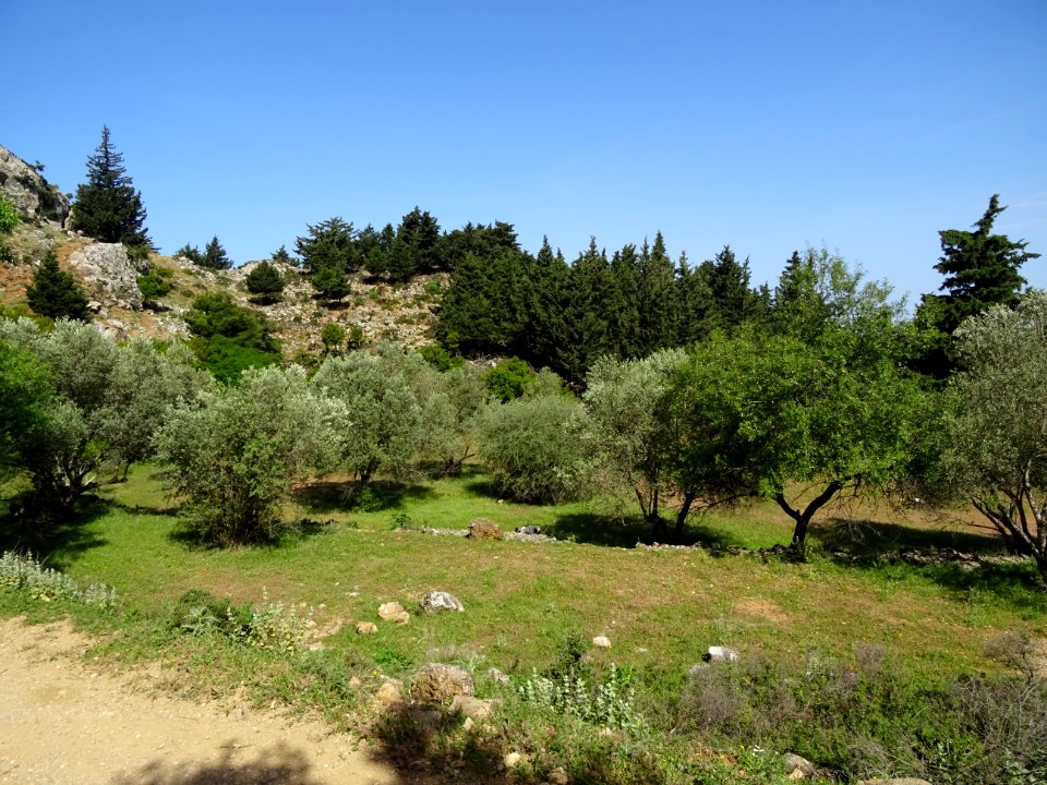 Des oliviers et des cyprès 