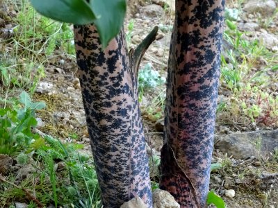 Serpentaire commune, Dracunculus vulgaris, Aracées 