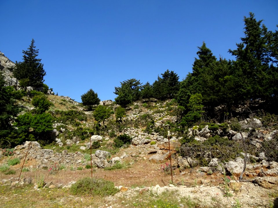 Des cyprès partout 