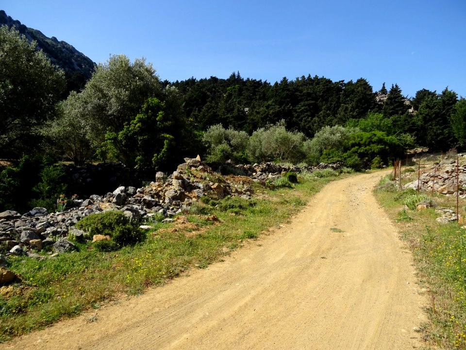 La piste forestière monte encore entre oliviers et cyprès 