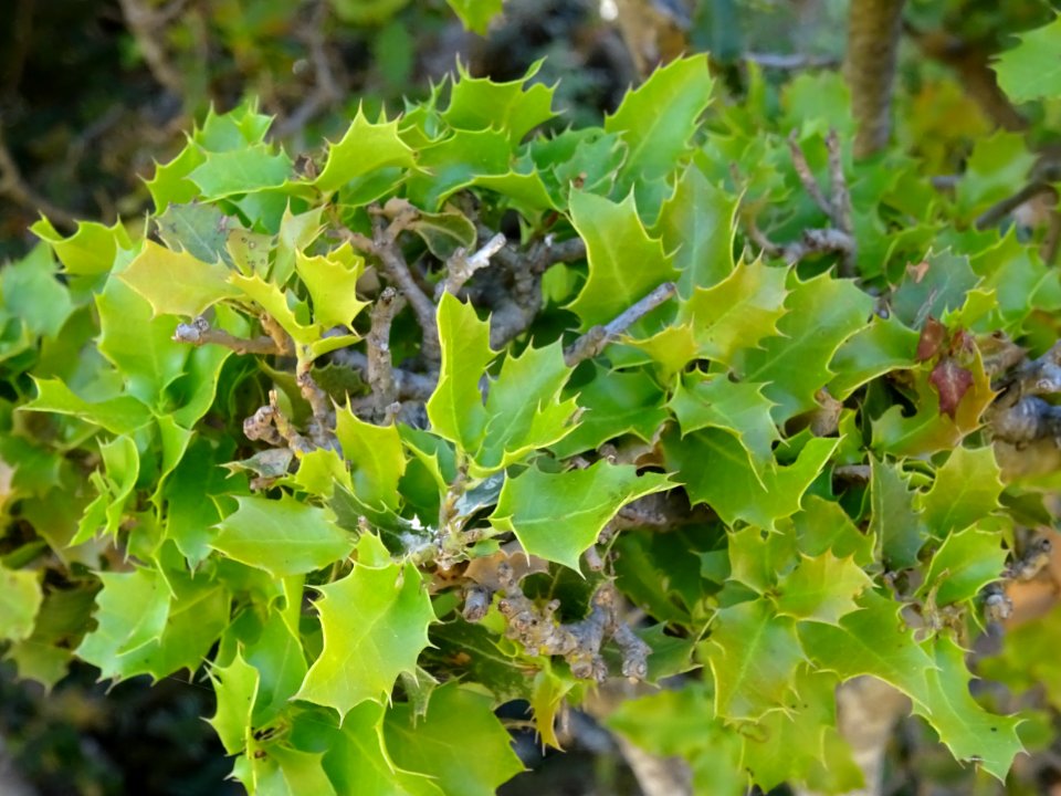 Feuilles de Chêne Kermès, Quercus coccifera, Fagacées 