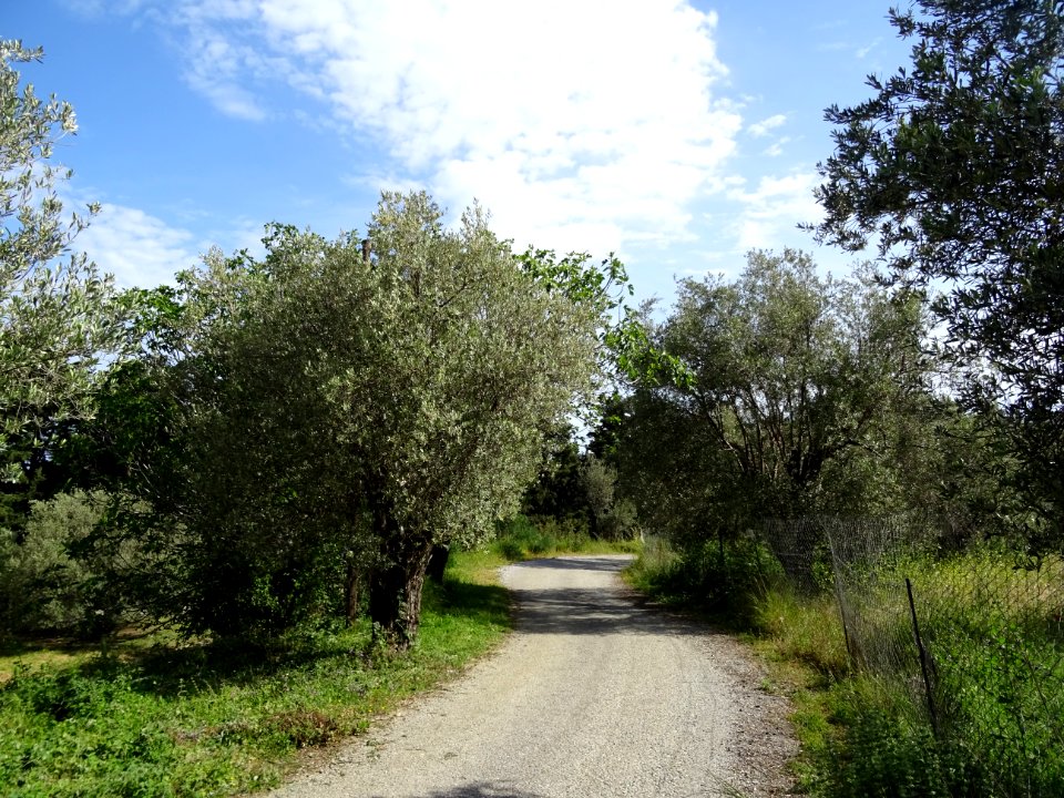 La route forestière redevient goudronnée par endroit et se… 
