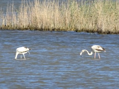 Flamands roses (devenus blancs car ne mangeant plus de cre… 